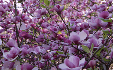 Photo of many blooming branches of a bright pink magnolia densely covered with large flowers in a park on a blurred background