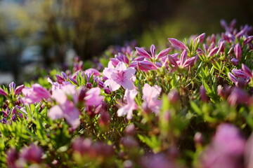 피기 시작한 철쭉