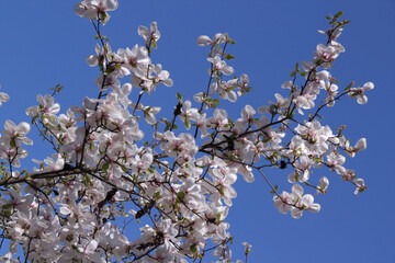 Branches of a flowering white with pink magnolia tree against a background of the clear blue sky