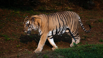 Jungle King: Captivating Tiger Imagery to Set Your Designs Apart