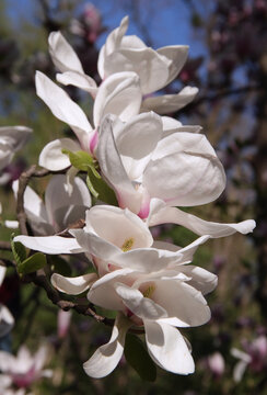 Vertical photo of a magnolia tree branch with large white with pink flowers on a blurred background
