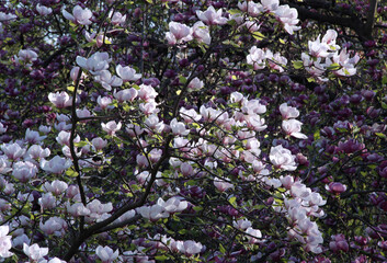 Photo of a flowering white-pink magnolia tree, densely covered with flowers, against a background...