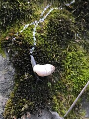 snail crawling on moss