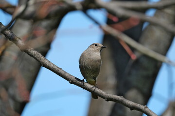 bird on a branch