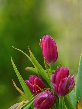 Rote pink carbene Tulpen im Garten