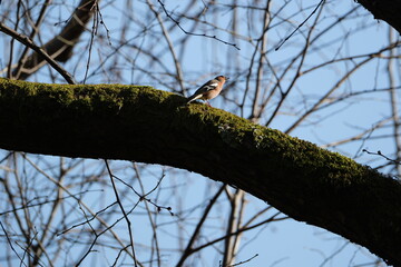 Chaffinch, Fringilla coelebs, single bird on branch