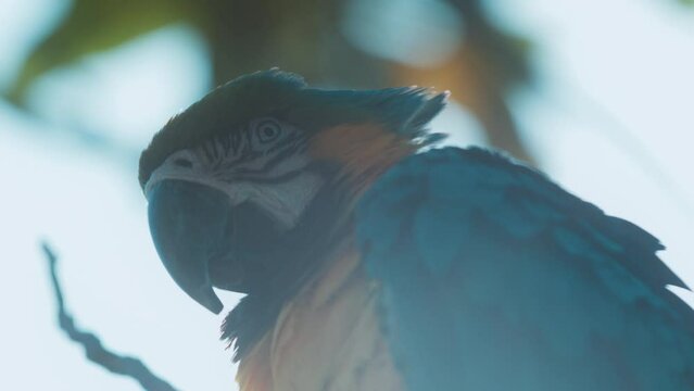 blue macaw resting on a branch