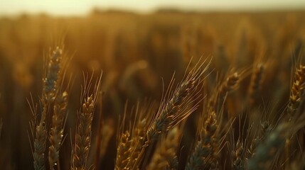 Fototapeta premium Close Up of a Field of Wheat