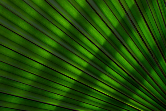 Texture of green leaves as background. Nature texture. Abstract colorful background. To add text. Abstract background photo. Close-up. Graphic design