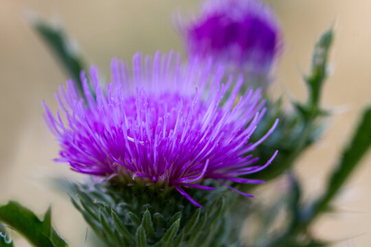 Thistle is spotted. Medical plant. Milk thistle fruit is used as a medicinal product.Milk thistle has a huge number of different macro- and microelements, vitamins. 