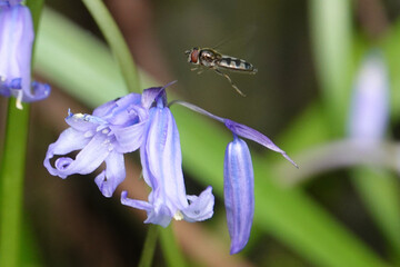 White-footed Hoverfly (Platycheirus albimanus) feeding on Bluebell