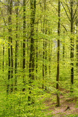 Fototapeta premium a lush green forest with lots of trees and leaves