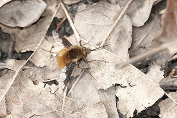 A Greater or Dark-edged Bee-fly (Bombylius major)