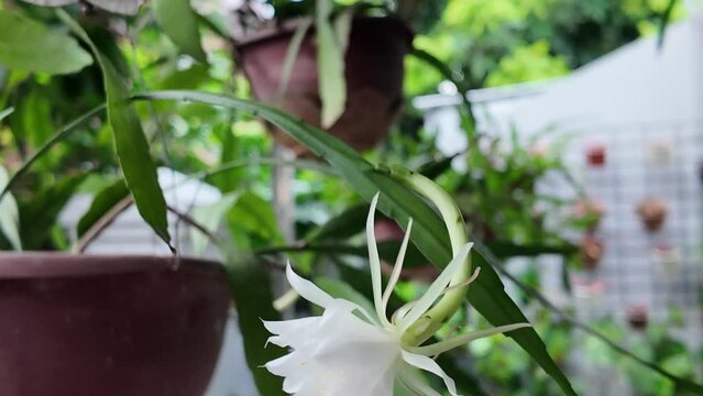 Wijaya kusuma flower (Epiphyllum oxypetalum) is a plant that is a type of cactus. This plant is epiphytic, which means it can grow on the surface of other plants. Horizontal Video.