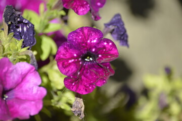 Eine blühende Blume in ihrer Natur