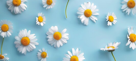 Sunny chamomile flowers isolated on blue background. view from above. generative ai - obrazy, fototapety, plakaty