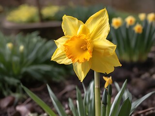 A vibrant yellow daffodil heralding the arrival of spring in a lush green field