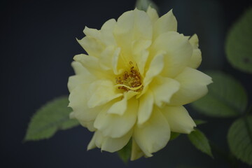 Gartenrose in voller Blüte