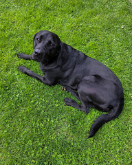black labrador retriever laying on fresh green grass