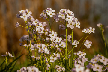 Blüten im Frühling