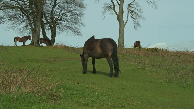 Wild ponies at the Seven Sisters copse on Cothelstone Hill, Quantock Hills, Somerset, England