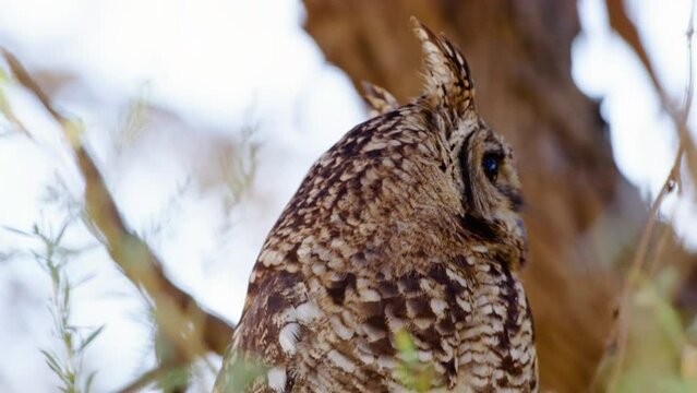 Beautiful Great Horned owl in Mabuasehube, Botswana, South Africa 
