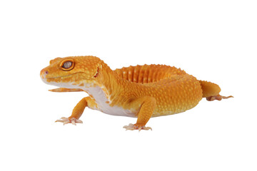 PNG Format file: Sunglow Leopard Gecko (Eublepharis macularius) is a popular reptile pet because it...