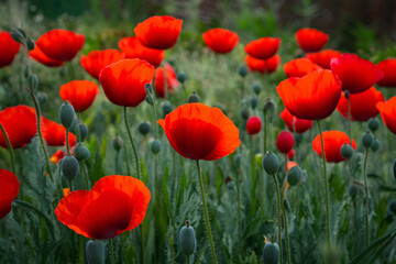 Obraz premium field of red poppies