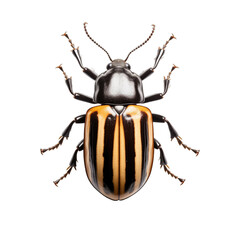 A beetle in white background