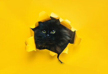 Funny furry black cat looks through ripped hole in yellow paper. Peekaboo. Naughty pets and...