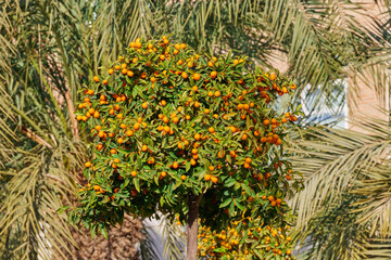 Kumquat trees loaded with fruits