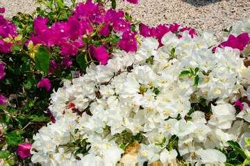 white and pink bougainvillea flowers 