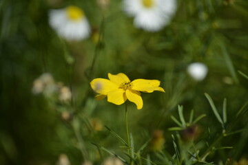 Gelbe Blume im sanften Bokeh