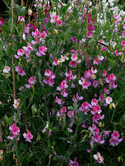 Closeup of the white pink purple flowers of the annual garden climbing plant Lathyrus odoratus fire and ice.