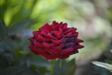 Einzigartige Bordeaux-Rose