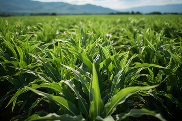 Obraz premium Vibrant green field of corn crop