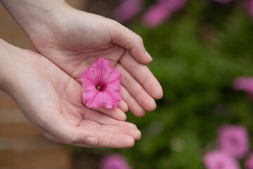 Close-up of young hands holding a pink flower