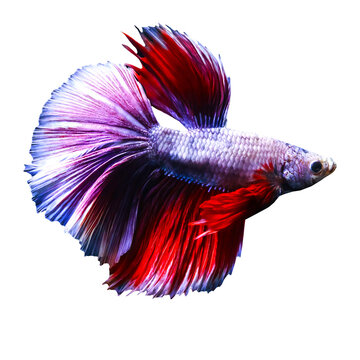 Betta fish with its wonderful colors. Isolated image. White background.