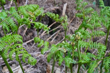 Fresh young shoots of fern in the spring forest. Awakening of nature after winter, natural forest landscape.