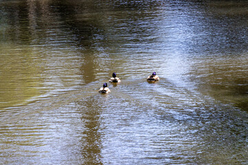 ducks in the water