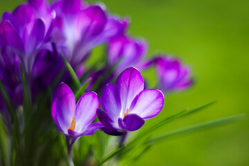 crocus flowers in the garden -  spring flowers - 783885121