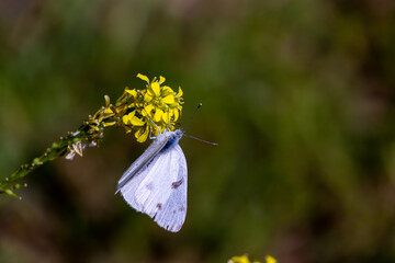 butterfly on a flower