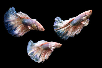 Betta fish with its wonderful colors. Black background. Betta splendens.