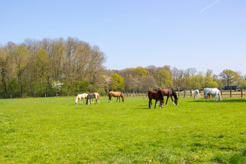Horses on a spring pasture; Germany - 783885138