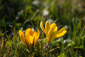 crocus flowers in the garden -  spring flowers - 783885541