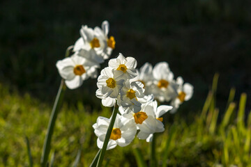 narcissus flowers in the garden, natural bokeh