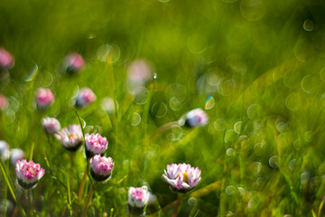 daisy flowers in morning dew with natural bokeh, soft focus - 783885566