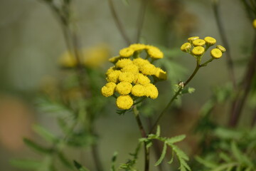 Rainfarn-Blüten im Sommer