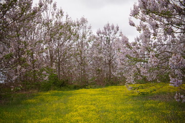 Paulownia tomentosa flower in the garden in spring, beautiful empress tree in the wind, 