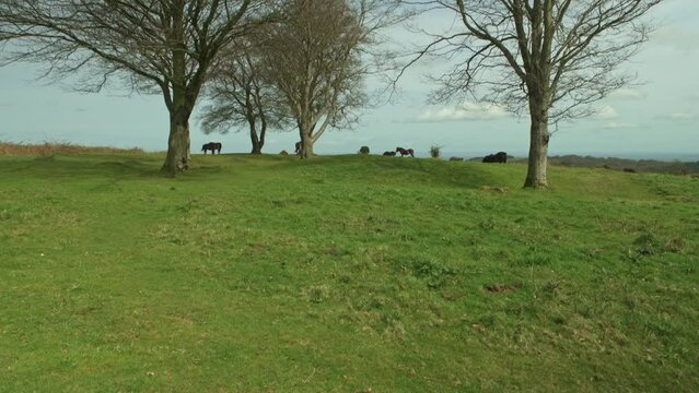Wild ponies at the Seven Sisters copse on Cothelstone Hill, Quantock Hills, Somerset, England